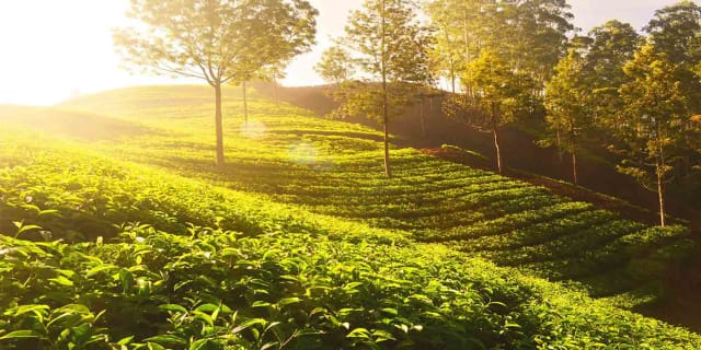 Cover image for the 3-Days Eastern Paradise Ilam Tour from Kathmandu experience