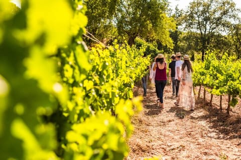 Cover image for the Montserrat Full Day Tour with Farmhouse Lunch and Winery Experience experience