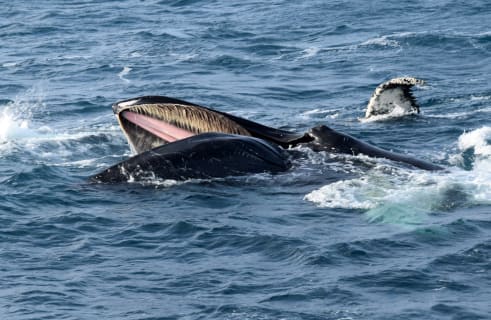 Cover image for the Whale Watching experience