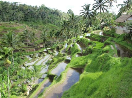Cover image for the Best of Bali: Private Customized Full-Day Tour experience