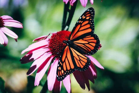 Cover image for the 4-Hour Private Tour in Jatiluwih Terraces and Butterfly Park experience