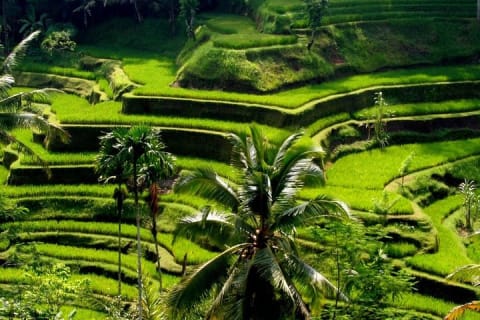 Cover image for the Bali Full-Day Traditional Village Sightseeing Trip All Inclusive experience