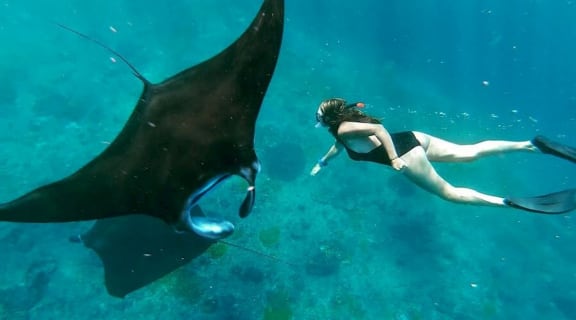 Cover image for the Bali Marine: Swim with Manta Rays in Nusa Penida experience