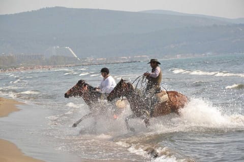 Cover image for the Horseback Riding From Kusadasi Port For Cruise Guests experience