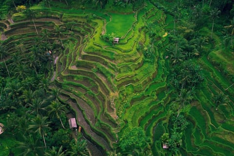 Cover image for the Ubud Tour with Monkey Forest, Rice Terrace, Temple and Waterfalls experience