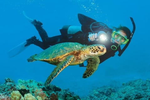 Cover image for the Alanya Scuba Diving and Snorkeling Trip experience