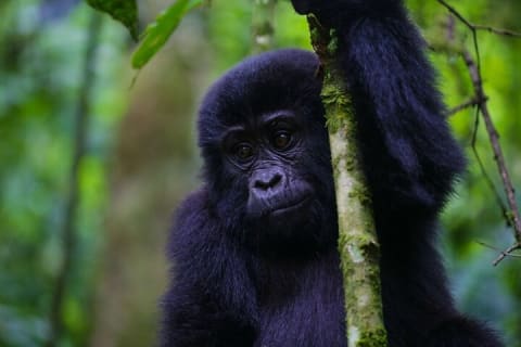 Cover image for the 11-Day Uganda Rwanda Gorilla Tracking Tour from Entebbe experience