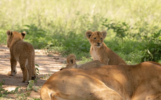 Cover image for the 7 Days African Cultural and wildlife Encounters experience