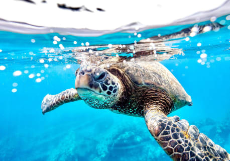 Cover image for the 10-Day Uganda and Zanzibar Beach Holidays experience