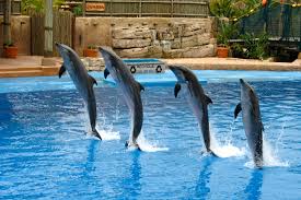 Cover image for the Sharm El Sheikh: Dolphin Show An Engaging Aquatic Spectacle experience