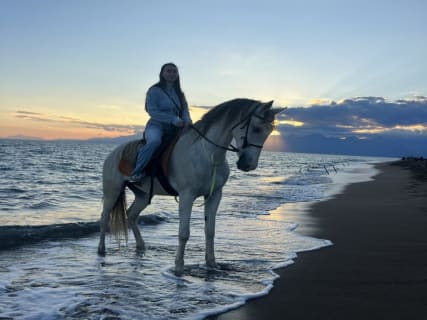 Cover image for the Belek: Lara Beach Forest Horse Riding Safari WITH Hotel Transfer experience