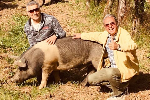 Cover image for the Visit to the Cinta Senese farm in Montepulciano experience