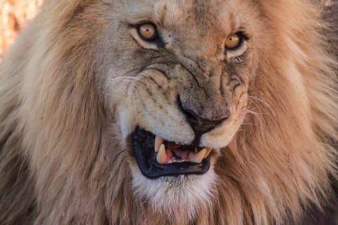 Cover image for the Cape Town: Aquila Reserve safari with lunch & wine tasting experience