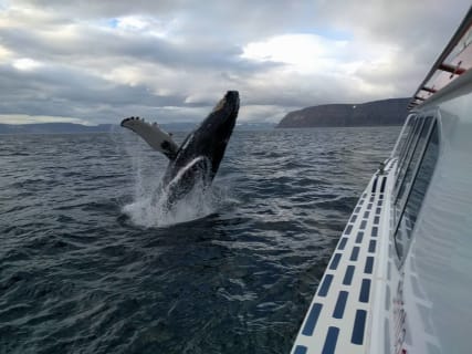 Cover image for the Whale Watching Ísafjörður experience