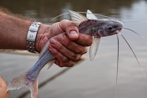 Cover image for the 3 Days Amazon Jungle Adventure Tour experience