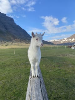 Cover image for the Experience Dynjandi and Dýrafjordur experience