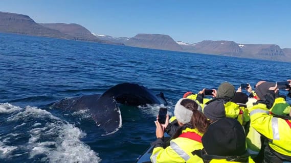 Cover image for the RIB boat Whale Whatching Safari experience