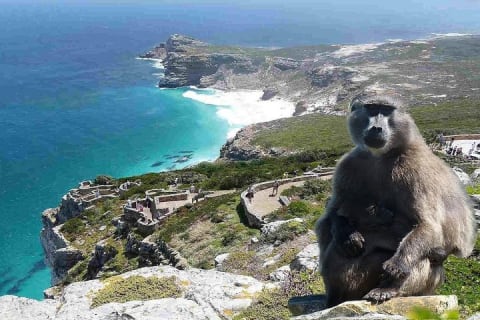 Cover image for the  Cape Peninsula Full Day Tour in Private Car experience