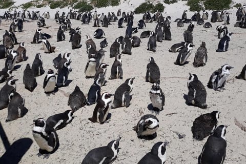 Cover image for the Half day Penguins at Boulders beach small group fees included  experience