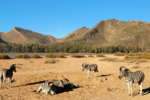 Cover image for the Africa Big 5 Safari Cape Town and Wine Tasting Private Full Day experience