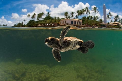 Cover image for the Tour Praia do Forte and Guarajuba, Leaving Salvador-Bahia. experience