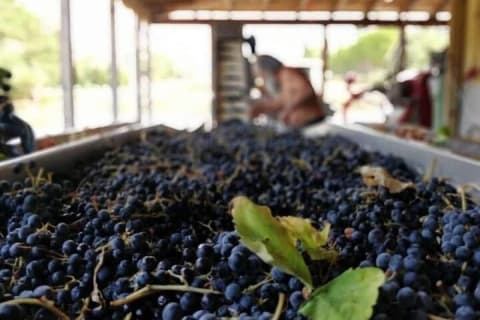 Cover image for the Sklavos Estate : Kefalonia Wine & Gastronomy Experience experience
