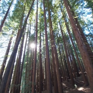 Cover image for the Sequoia Forest and San Vicente de la Barquera tour experience