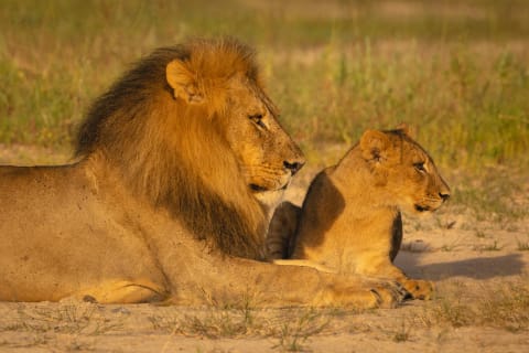 Cover image for the 3 Days Kruger National Park Safari Adventure from Johannesburg experience