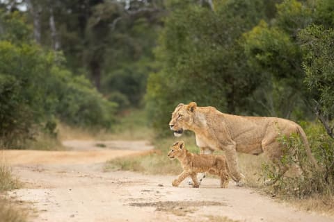 Cover image for the 7-Day Classic Kruger National Park Safari and Cape Town experience