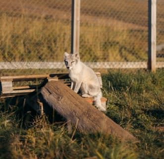 Cover image for the 1,5-Hour Tour to Arctic Fox Centre experience