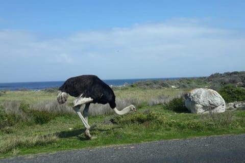 Cover image for the Cape of Good Hope and Penguins - Small Group - Full day experience