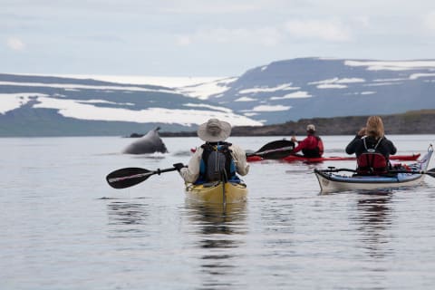 Cover image for the Exploring Glacier Fjords Kayak – A Journey To Remember experience