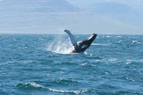 Cover image for the Whale Watching in Ísafjarðardjúp  experience