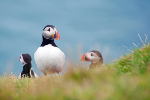 Cover image for the Full Day Private Vestmannaeyjar Tour From Reykjavik experience