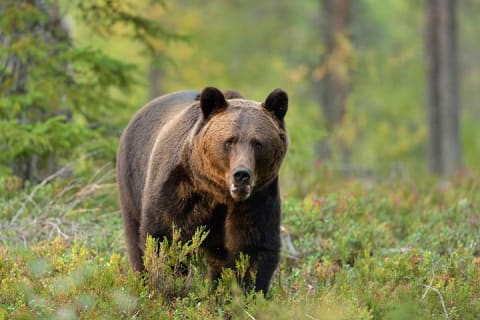 Cover image for the Carpathian Wilderness: A Wildlife Experience from Brașov experience