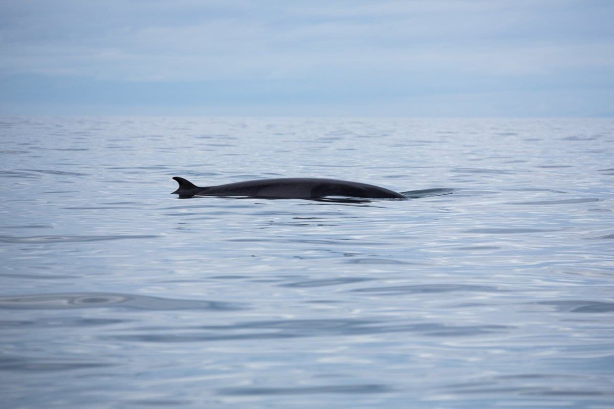 horses and whales