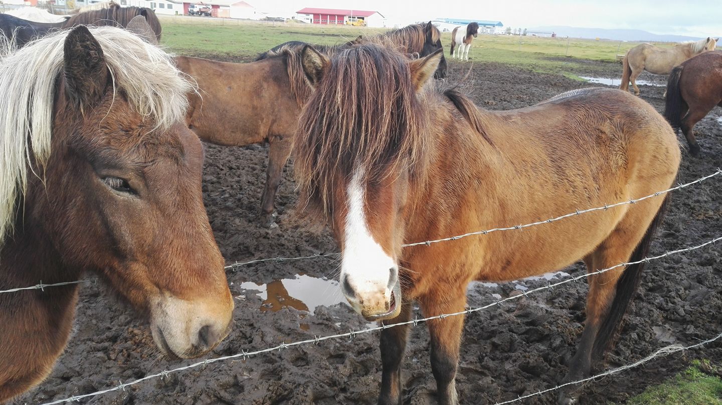 Cute horses posing for the camera