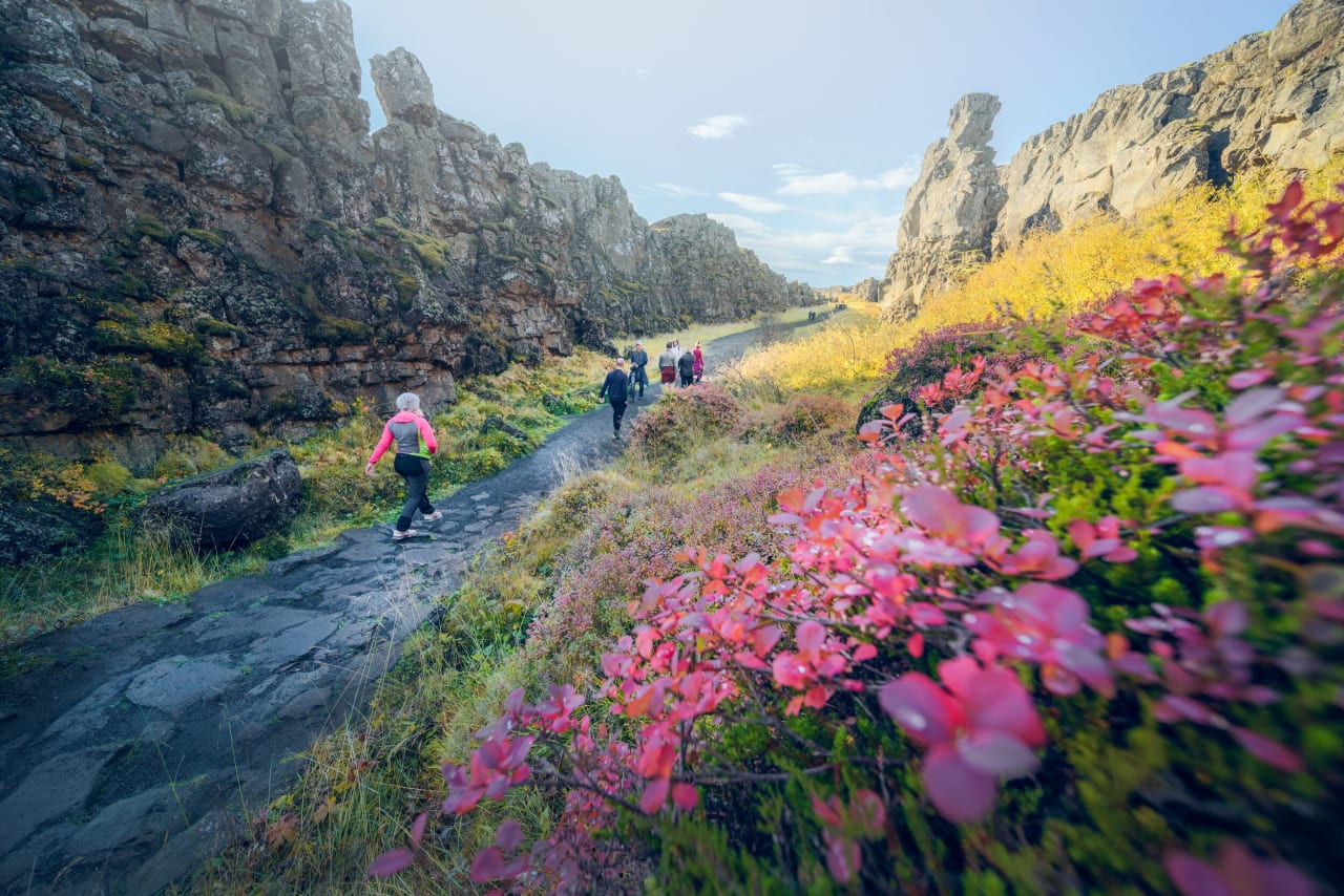 Tourists walking through Almannagjá canyon at Þingvellir with colorful flowers in the foreground
