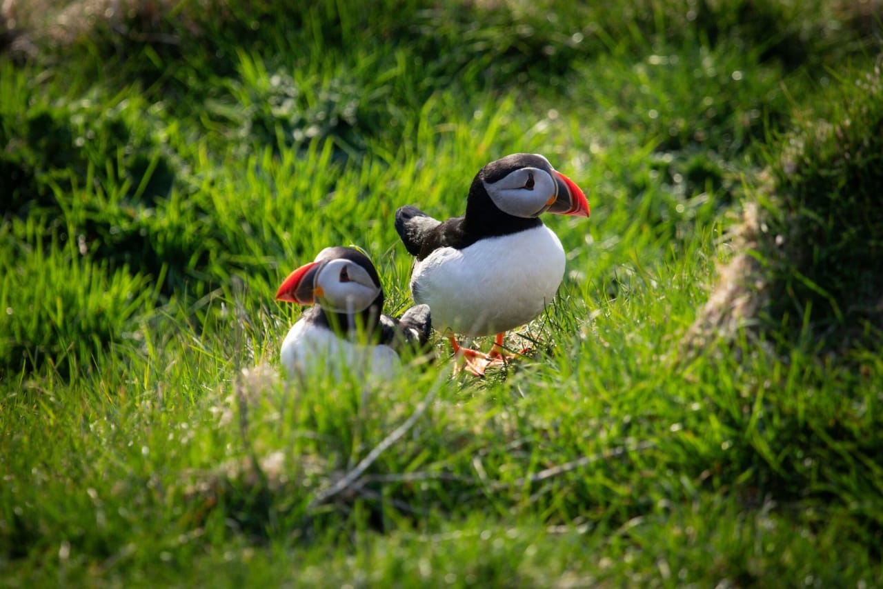 Two puffins in green grass