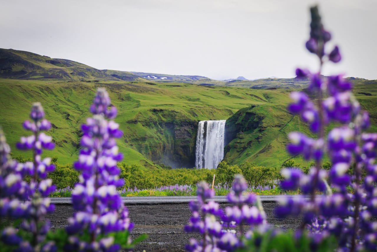 Skógafoss in summer with purple lupines in the foreground