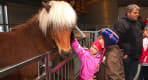 Thumbnail about Reykjavik Zoo and Family Park