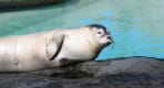 Thumbnail about Reykjavik Zoo and Family Park
