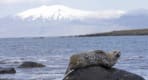 Thumbnail about Seal drying of at one of our secret stops on Snæfellsnes peninsula
