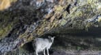 Thumbnail about Icelandic sheep not in a shelter from the wind