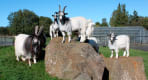 Thumbnail about A petting zoo with Icelandic animals- seals, reindeer, arctic fox, mink and more. 