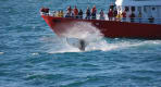 Thumbnail about Whale fin