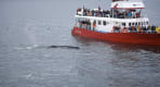Thumbnail about Whale Watching in Iceland Whale Watching Ship, Birds and a Whale