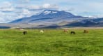 Thumbnail about Icelandic Country Side on South Coast of Iceland, Horses with mountain in background