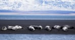 Thumbnail about More seals at &Yacute;tri Tunga