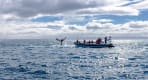 Thumbnail about Humpback showing off by one of our RIB boats
